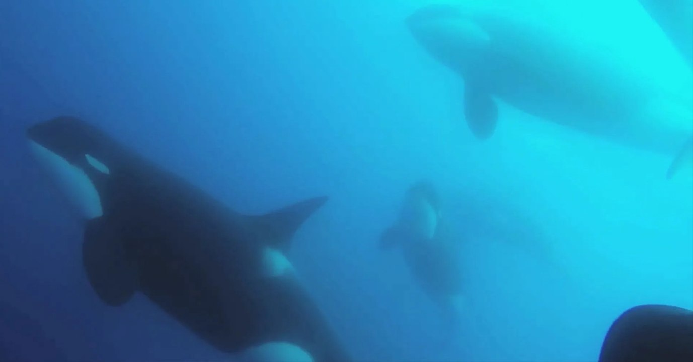 Une espèce d'orques légendaire filmée au large...