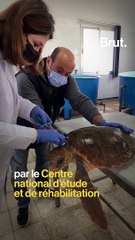 السلاحف البحرية في خطر 