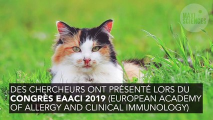 Allergie aux chats : des chercheurs font baisser l'allergène Fel d1 de manière drastique