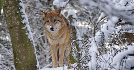 Les images de six louveteaux filmés en Provence font le tour du web (Vidéo)