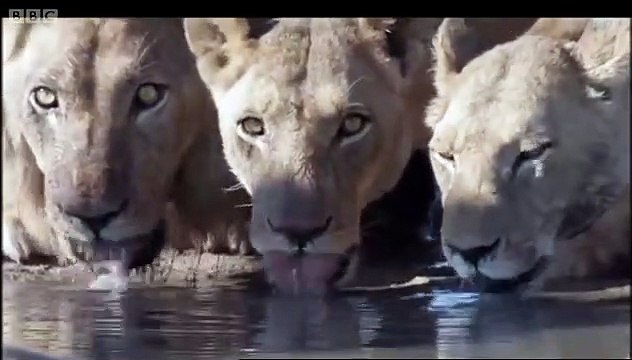 Planet Earth Saison 0 - Lions attack elephant (EN)