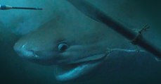 Un mystérieux requin des profondeurs filmé grâce à une méthode inédite (Vidéo)