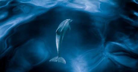 Des symptômes similaires à Alzheimer et Parkinson détectés chez les dauphins