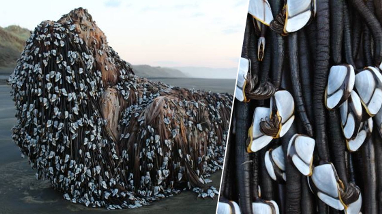 Eine seltsame Kreatur strandet in Neuseeland