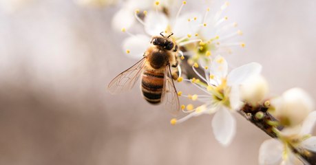 Un tiers des colonies d'abeilles ont disparu l'hiver dernier en France