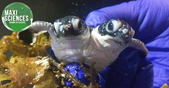 Tortue, liquide magnétique et bisons, les actus sciences que vous devez connaître ce 21 juillet