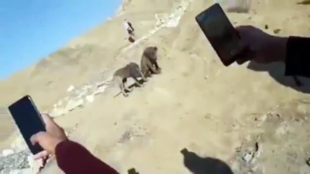 Il croise 2 animaux mysterieux... entre le chien et le tigre