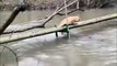 Un chien sympa aide à un autre chien qui va tomber à l'eau... enfin, à sa façon