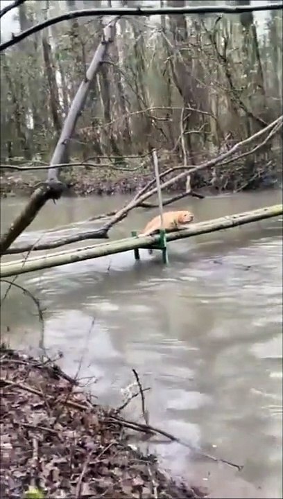 Un chien sympa aide à un autre chien qui va tomber à l'eau... enfin, à sa façon