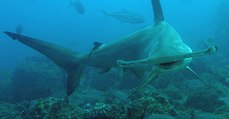 Des requins-marteaux se laissent mourir à l’aquarium de Boulogne-sur-Mer