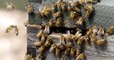 Incendie de Notre-Dame de Paris : les abeilles de la cathédrale sont saines et sauves