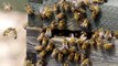 Incendie de Notre-Dame de Paris : les abeilles de la cathédrale sont saines et sauves