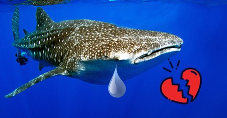 Un requin baleine tente de se reproduire... sans succès (Vidéo)