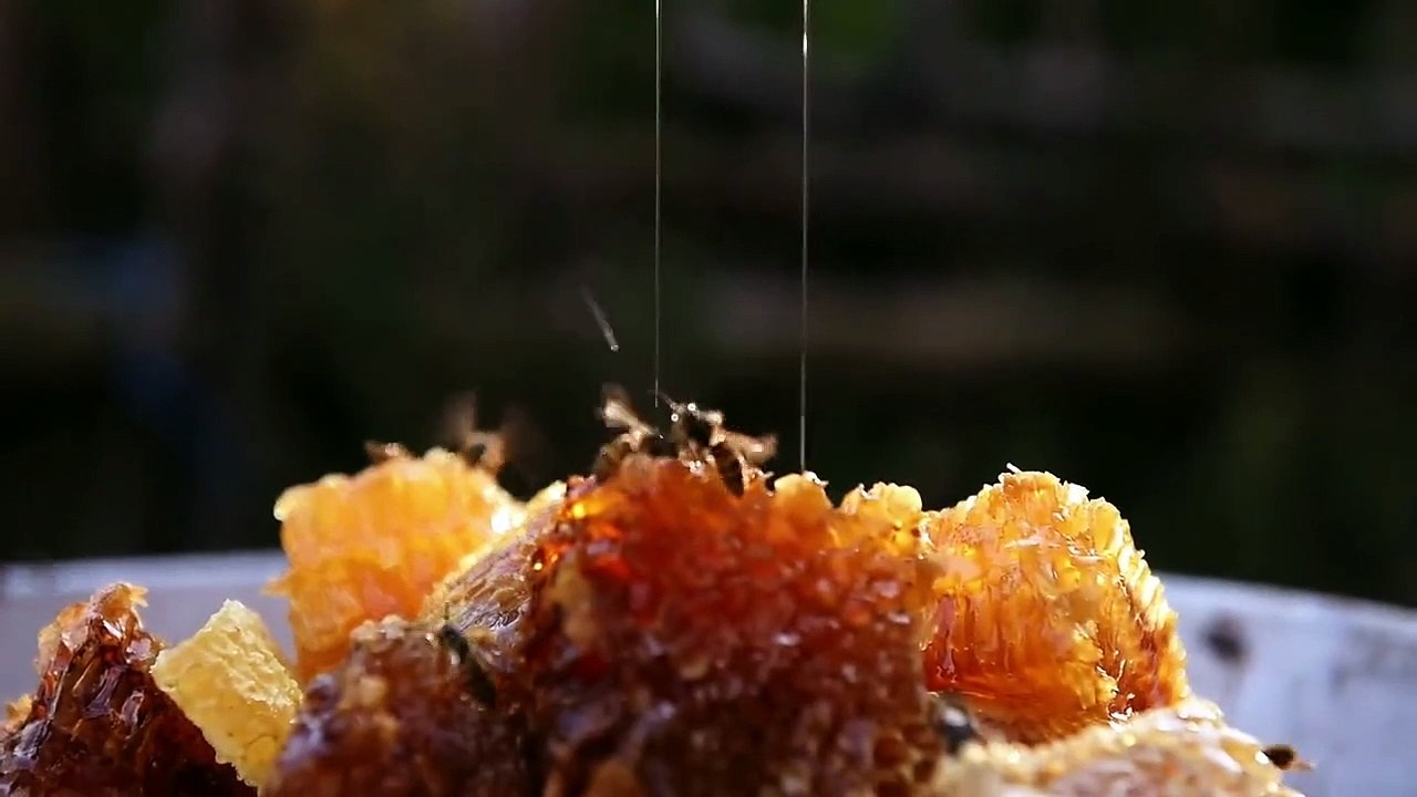 Bal Ülkesi Fragman