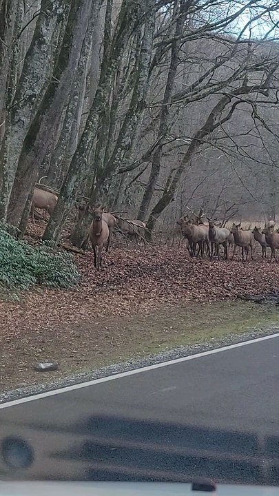 Elk Traffic Jam in North Carolina