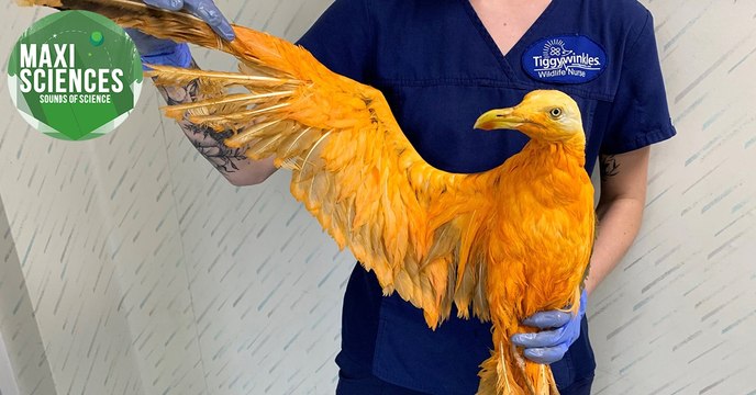 Séisme, déchet et goéland, les actus sciences que vous devez connaître ce 10 juillet