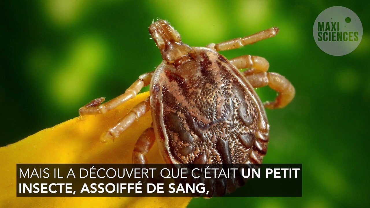 Il pensait avoir les yeux irrités, il avait en fait une tique dans l'œil