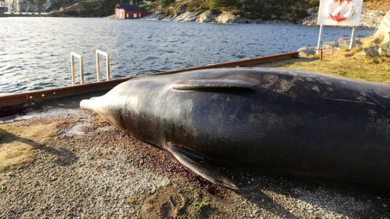 Plastikmüll: Gestrandeter Wal in Norwegen muss eingeschläfert werden