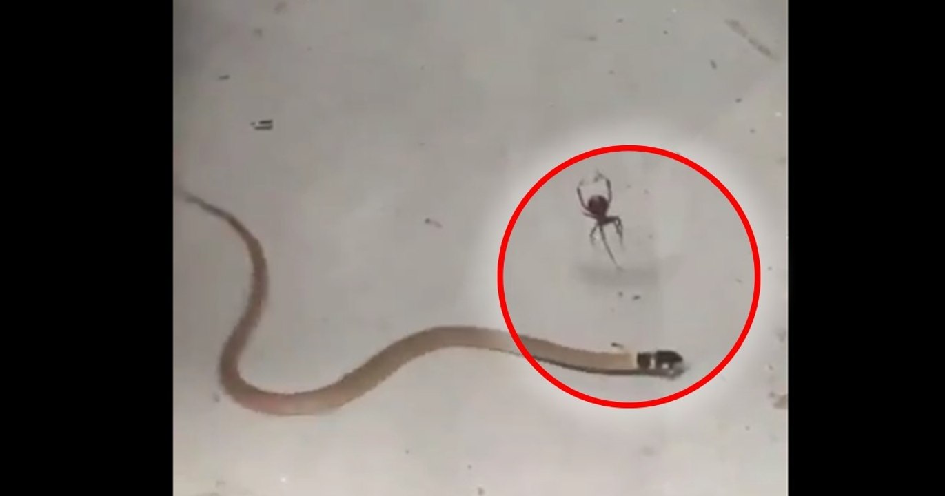 Diese Schlange hat sich ein einem Spinnennetz verfangen