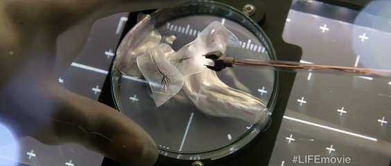 Hayat Orijinal Klip (2)