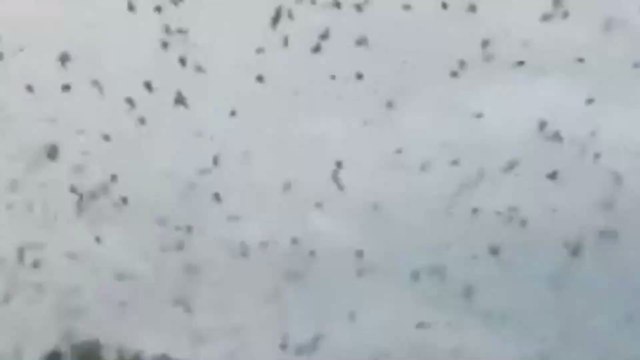 Australie : Quand une tempête de chauves-souris s'abattait sur une petite ville d'Australie et rendait fous ses habitants