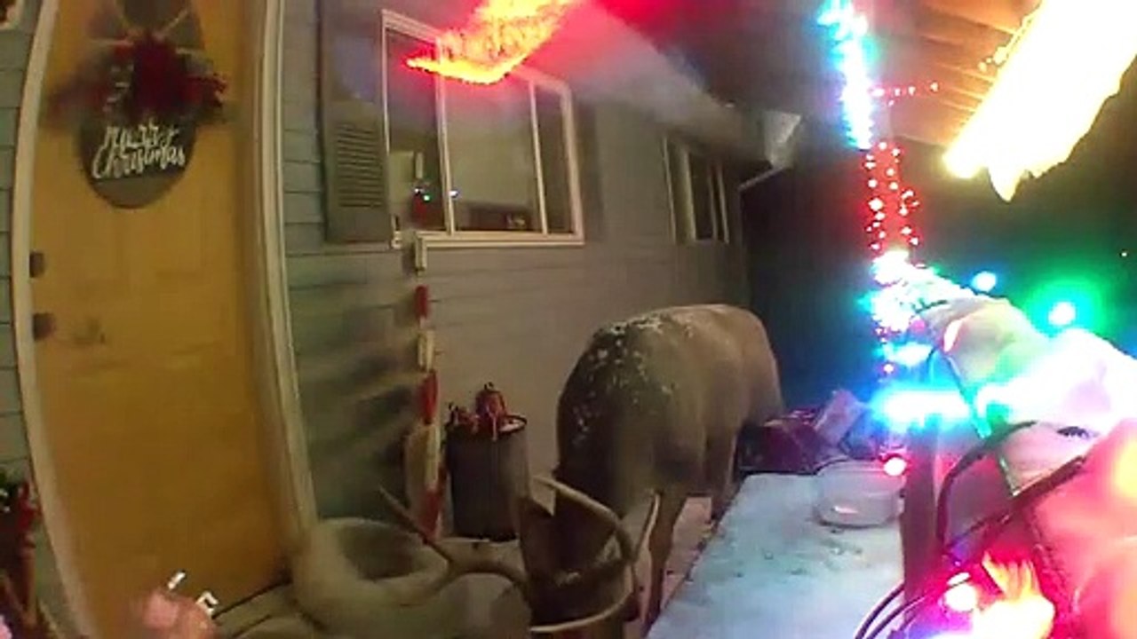 Buck Bandit Eats Cat Fat Food