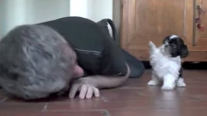 Herrchen amüsiert sich köstlich mit seinem Welpen