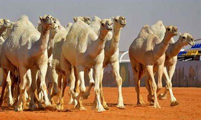 صفقة "تاريخية" لتأجير إبل في السعودية بـ 20 مليون ريال لمدة 48 ساعة