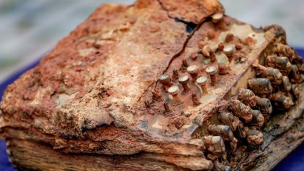 Une machine nazie Enigma découverte, enfouie depuis plus de 70 ans dans les fonds de la Baltique