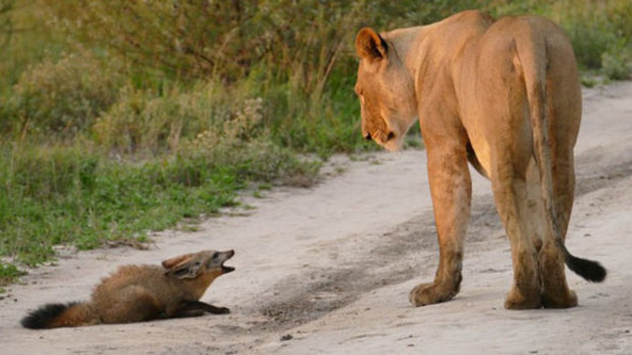 Löwin entdeckt verletzten Fuchs: Als ein zweiter Löwe dazu stößt, eskaliert die Situation!