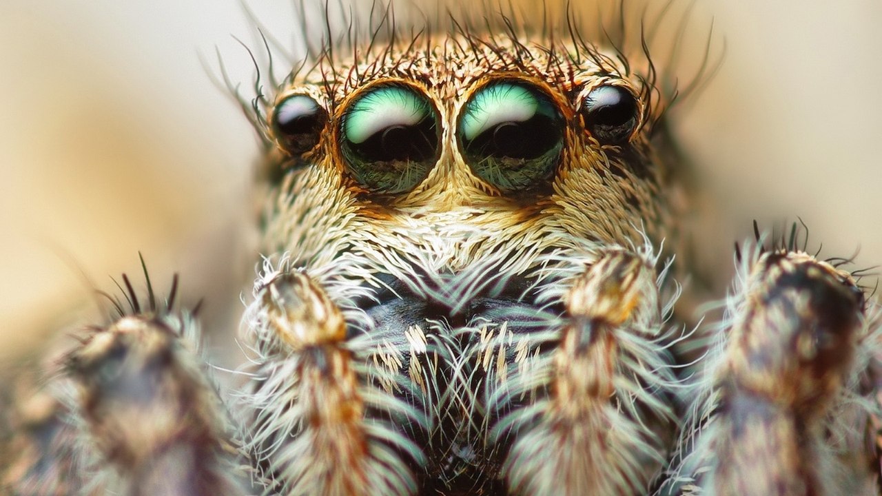 Spinnen könnten die Menschheit binnen einen Jahres ausrotten