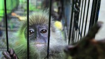 Birmanie : le Popa langur, une nouvelle espèce de singe tout juste découverte et déjà menacée d'extinction