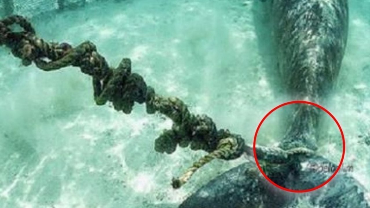 Taucher retten gefangene Seekühe