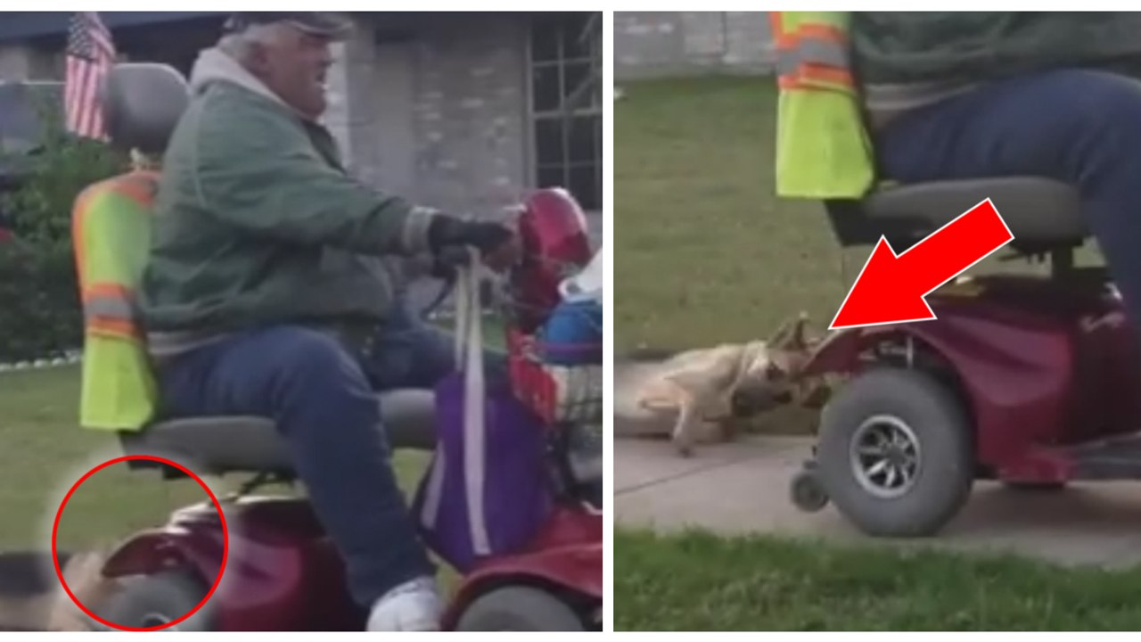 Ein Mann schleift einen Hund hinter seinem Rollstuhl her