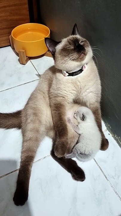 Tired Cat Nursing a Kitten