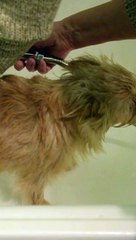 Mom washes the dog-babak Chika after a walk