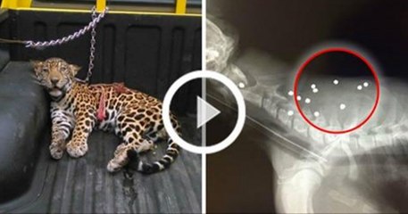 Auf dieses Jaguarbaby wurde mit Schrotkugeln geschossen