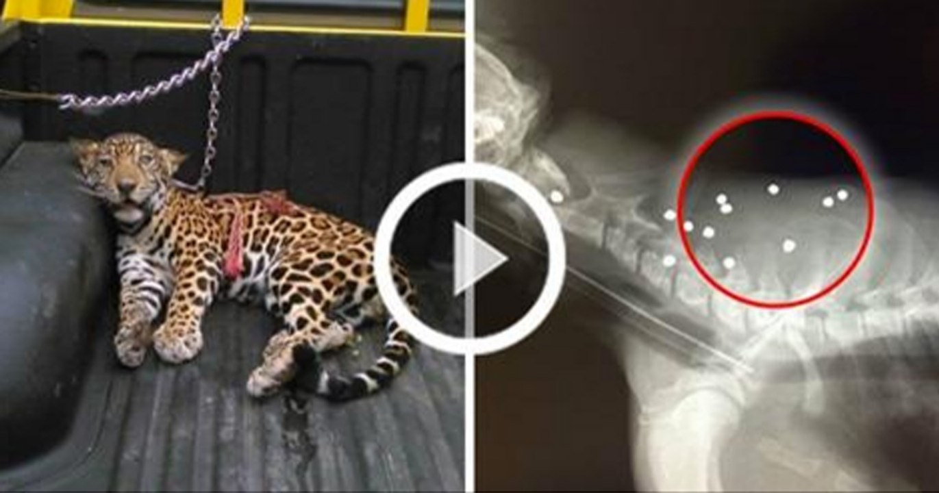 Auf dieses Jaguarbaby wurde mit Schrotkugeln geschossen