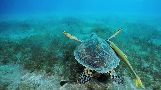 Insolite : 4700 tortues de mer, frigorifiées, ont été secourues au Texas