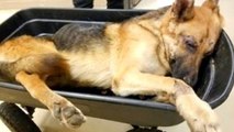 Dieser Schäferhund wird verletzt gefunden und wieder aufgepäppelt