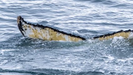Baleine bleue : une nouvelle population découverte grâce à son chant unique dans l'océan Indien