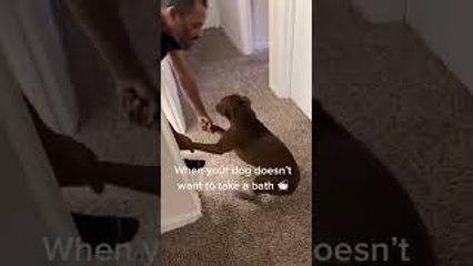 Doggy Doesn't Like Bath Time