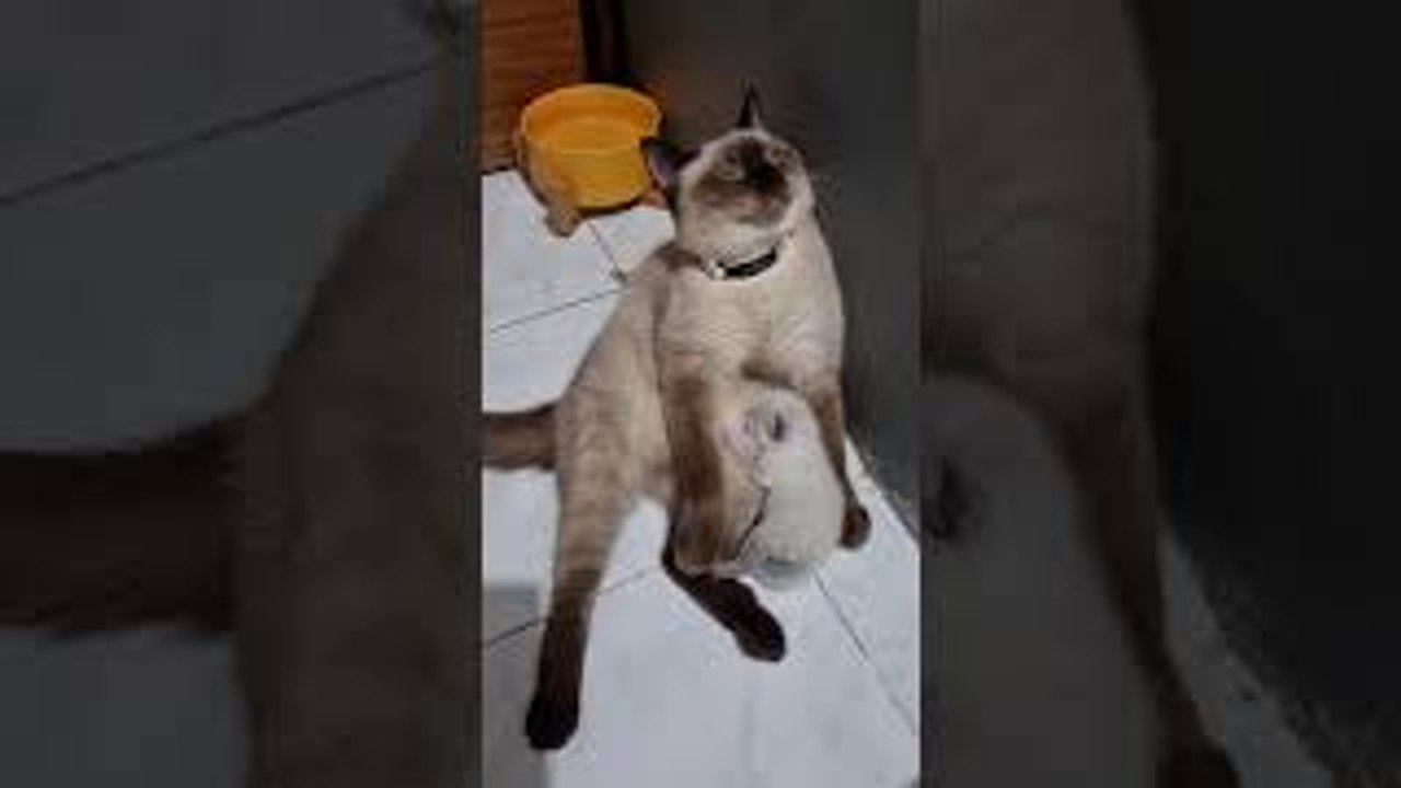 Tired Cat Nursing a Kitten