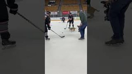Bobcat Plays with Hockey Players on the Ice