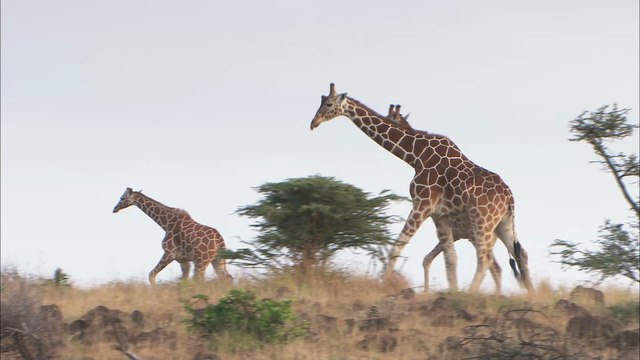 Deux girafes naines ont été découvertes en Afrique (vous allez être étonnés)