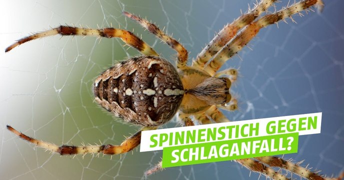 Wie ein Spinnenstich einen Schlaganfall stoppen könnte