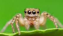 Angleterre : Une araignée très rare découverte sur une base militaire (Photos)