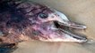 États-Unis : l'étrange maladie de peau mortelle frappant les dauphins serait liée au réchauffement climatique