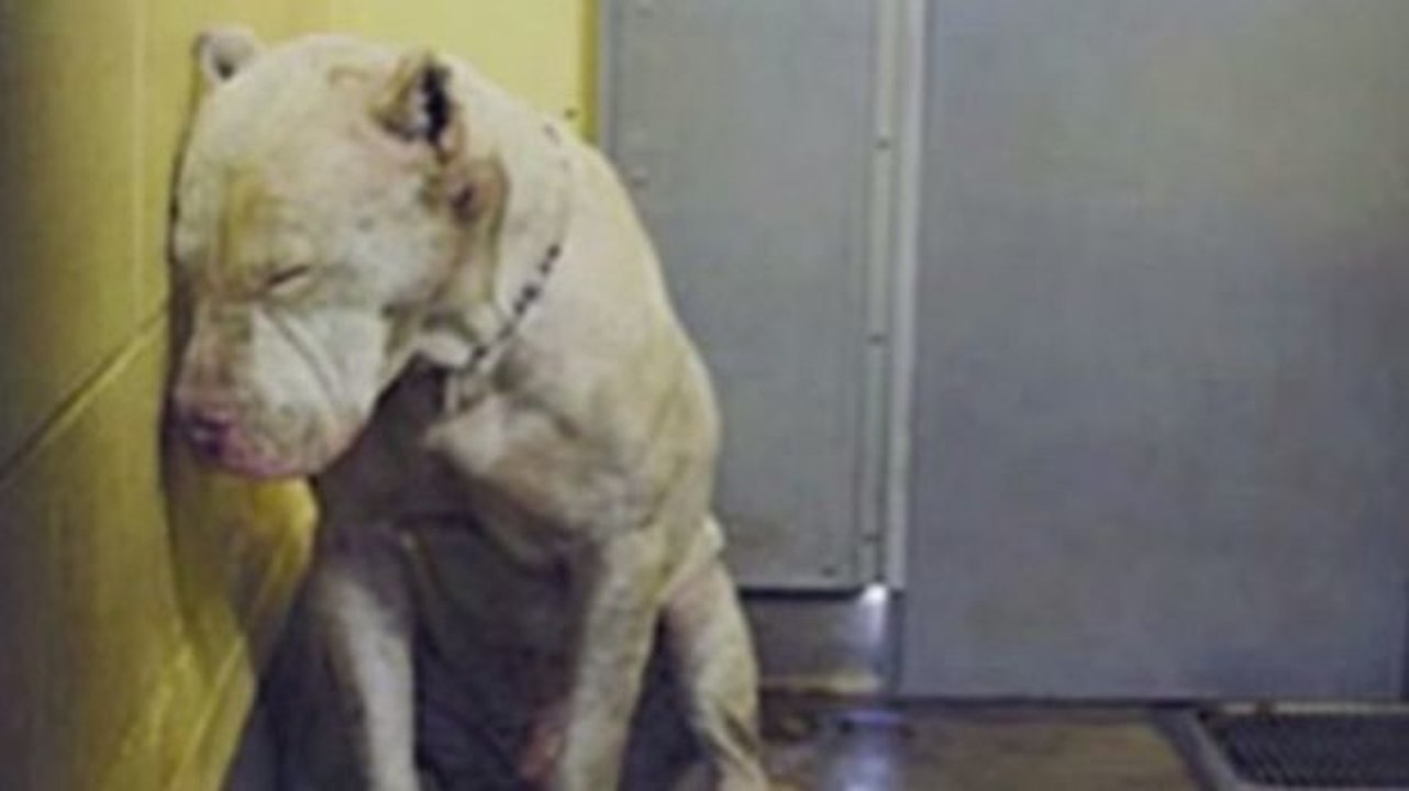 Hund: Nach schweren Misshandlungen endlich im neuen Zuhause