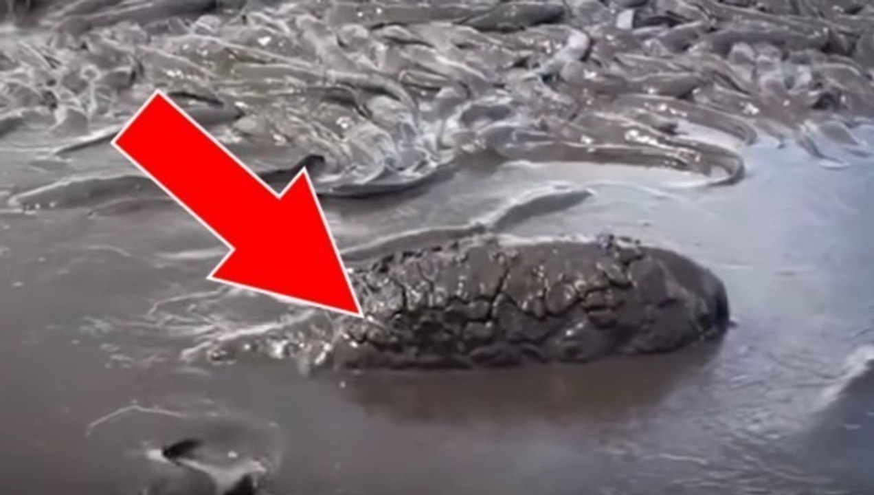 Ein im Schlamm feststeckendes Nilpferdbaby wird gerettet